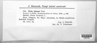 Poria sinuosa image